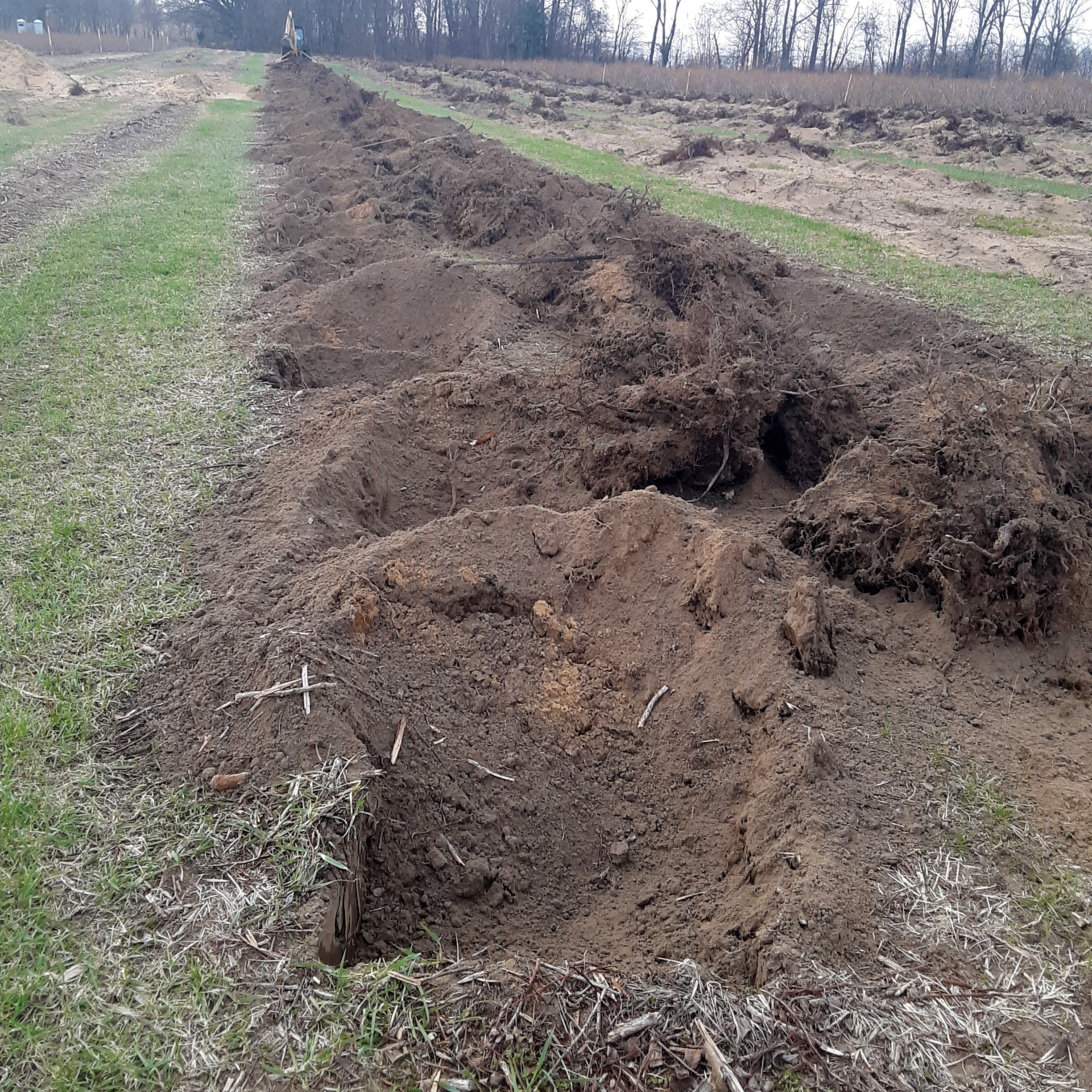 Blueberry field with wholes dug up where plants were removed.